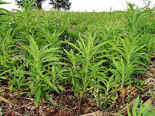 Herbicidas do Futuro - Kyojin da IHARA - Chega de ervas daninhas na lavoura  