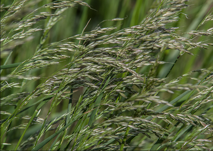 Ihara apresenta soluções para o cultivo do arroz e soja