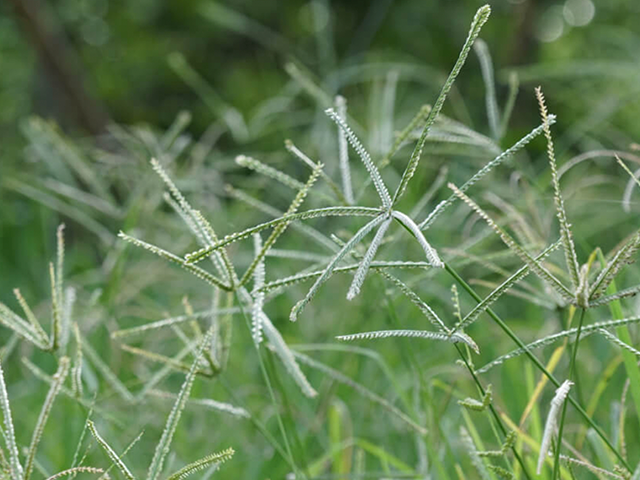 Herbicidas do Futuro - Kyojin da IHARA - Chega de ervas daninhas na lavoura  