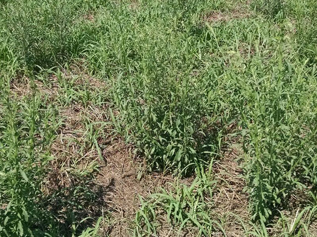 Herbicida pré-emergente Kyojin tira as daninhas da sua plantação!