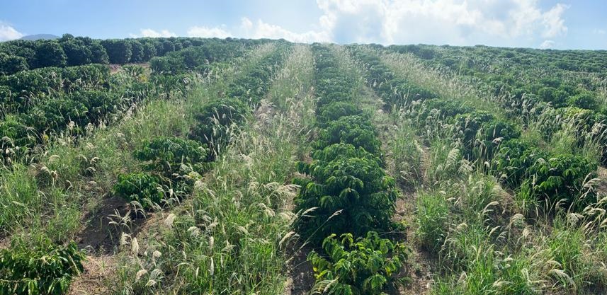 Herbicidas do Futuro - Kyojin da IHARA - Chega de ervas daninhas na lavoura  