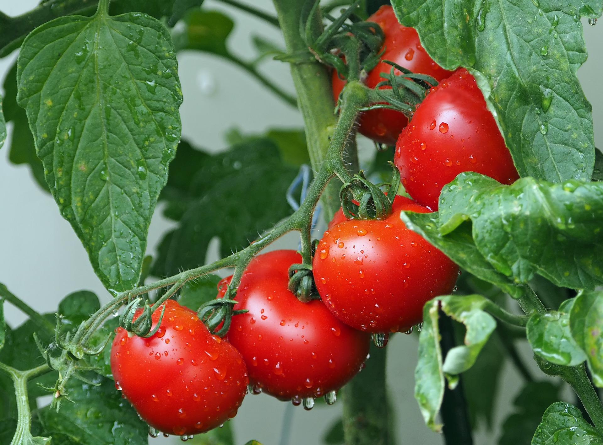 Como realizar o controle de traças e brocas na cultura do tomate