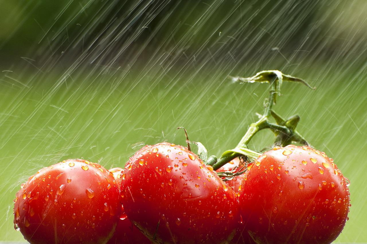 tomate na chuva. Foto: Pixabay
