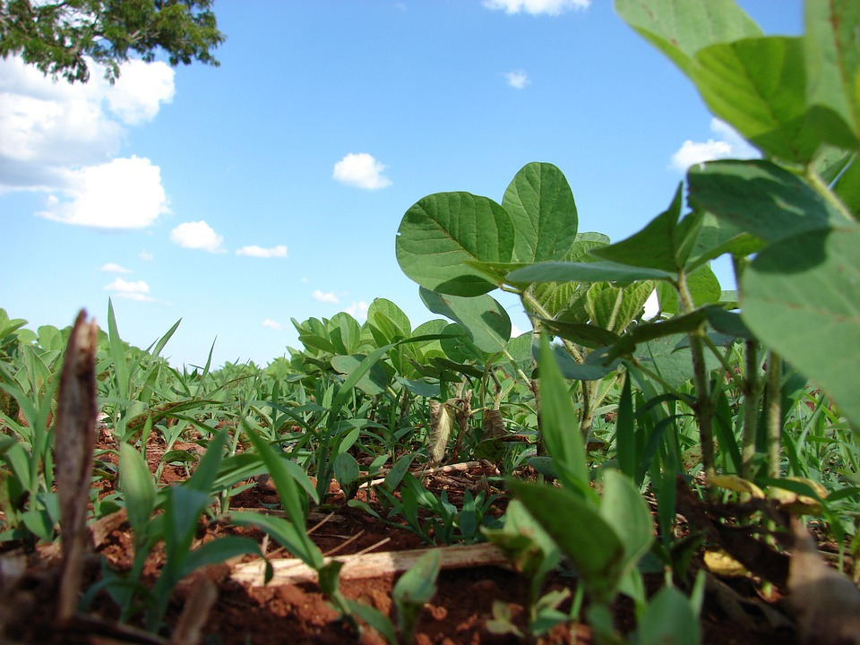 NOVO herbicida pré-emergente para SOJA e MILHO