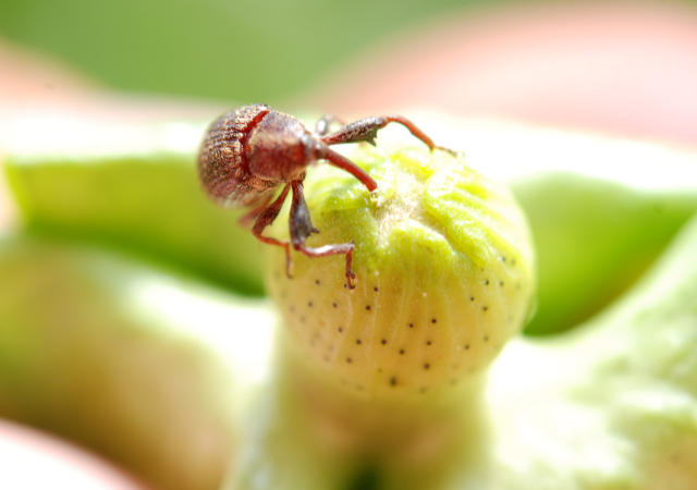 BESTPHOS - Poderoso contra o bicudo-do-algodoeiro