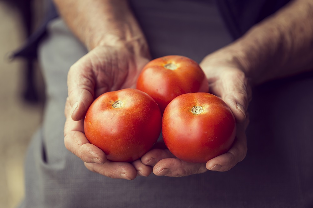 Conheça as principais técnicas de manejo para combater pragas do tomate