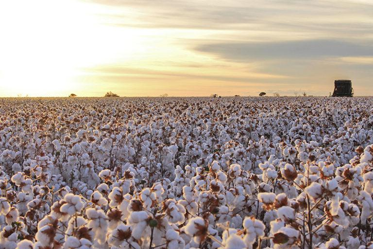 Conab estima produção recorde de algodão em pluma
