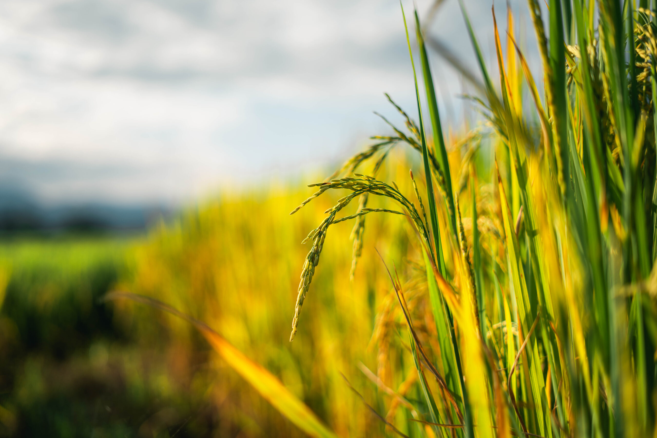 Ihara apresenta soluções para o cultivo do arroz e soja