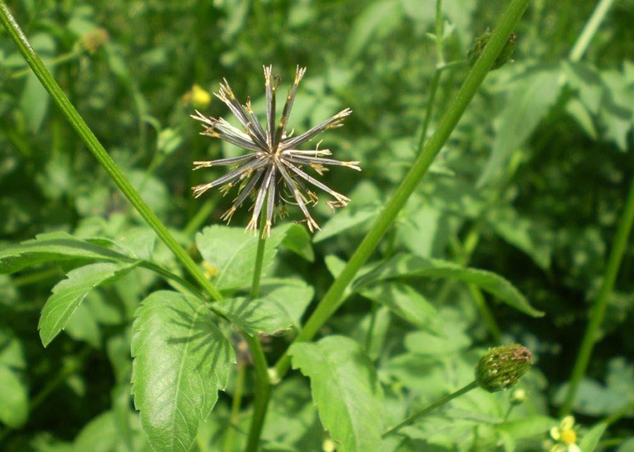 Conheça o Herbicida para Floresta Yamato SC da IHARA!