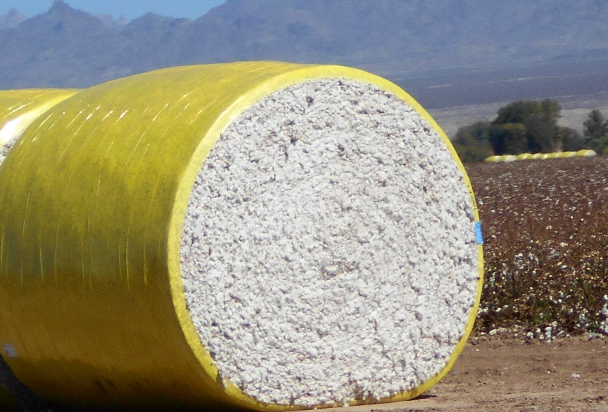 Produção de algodão da safra 2023/24 é estimada em 3 milhões de toneladas pela Conab