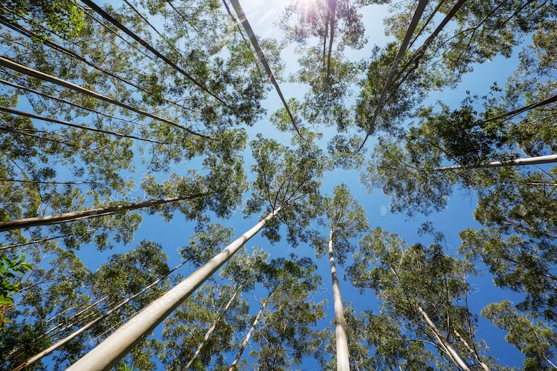 Manejo eficiente com novos herbicidas reduz presença de daninhas no eucalipto